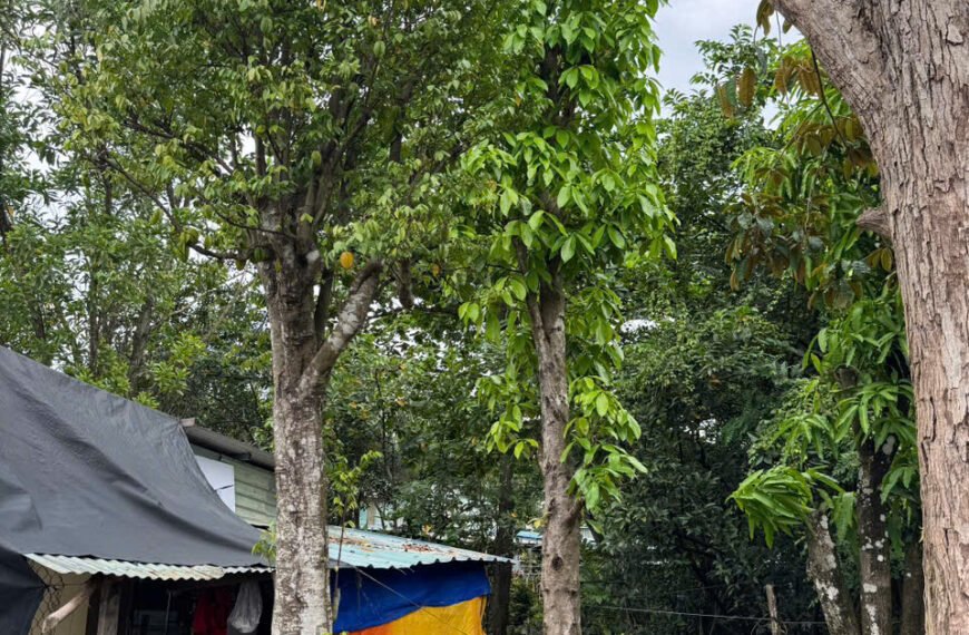 Tăng cường ứng dụng khoa học công nghệ vào tổ chức sản xuất cây ăn quả ở miền núi phía bắc