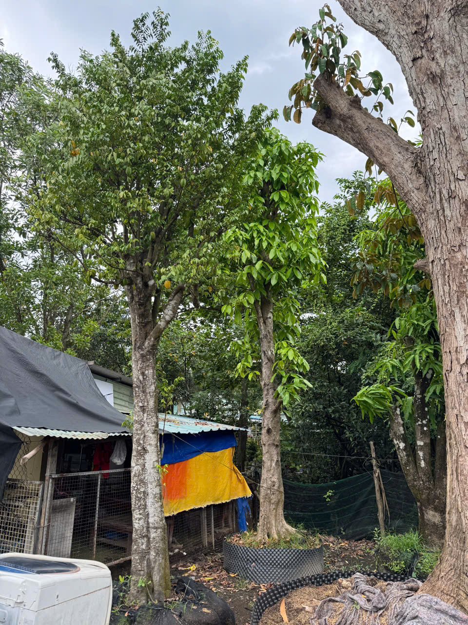 Tăng cường ứng dụng khoa học công nghệ vào tổ chức sản xuất cây ăn quả ở miền núi phía bắc