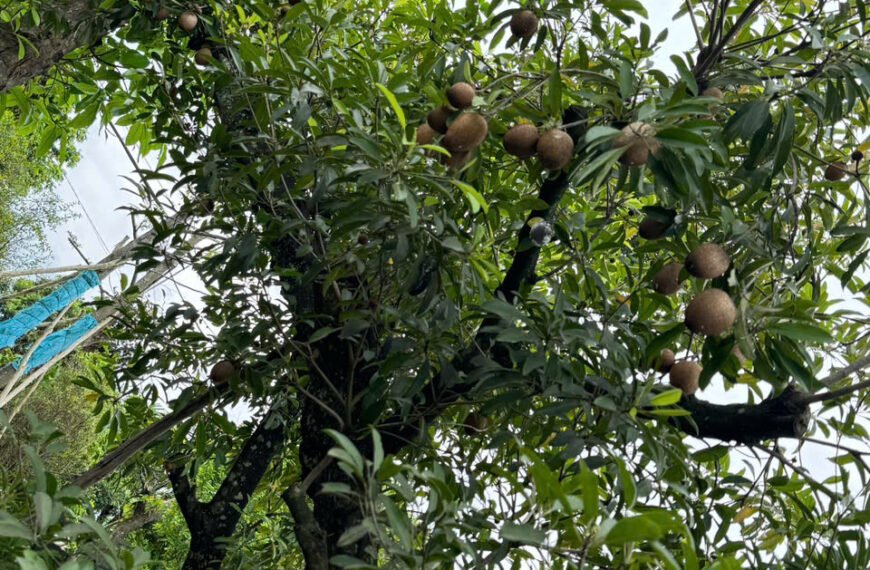 Kiểng lá là gì ? 10 Loại Kiểng Lá Đẹp Nhất Giúp Trang Trí Không Gian Sống Xanh Mát