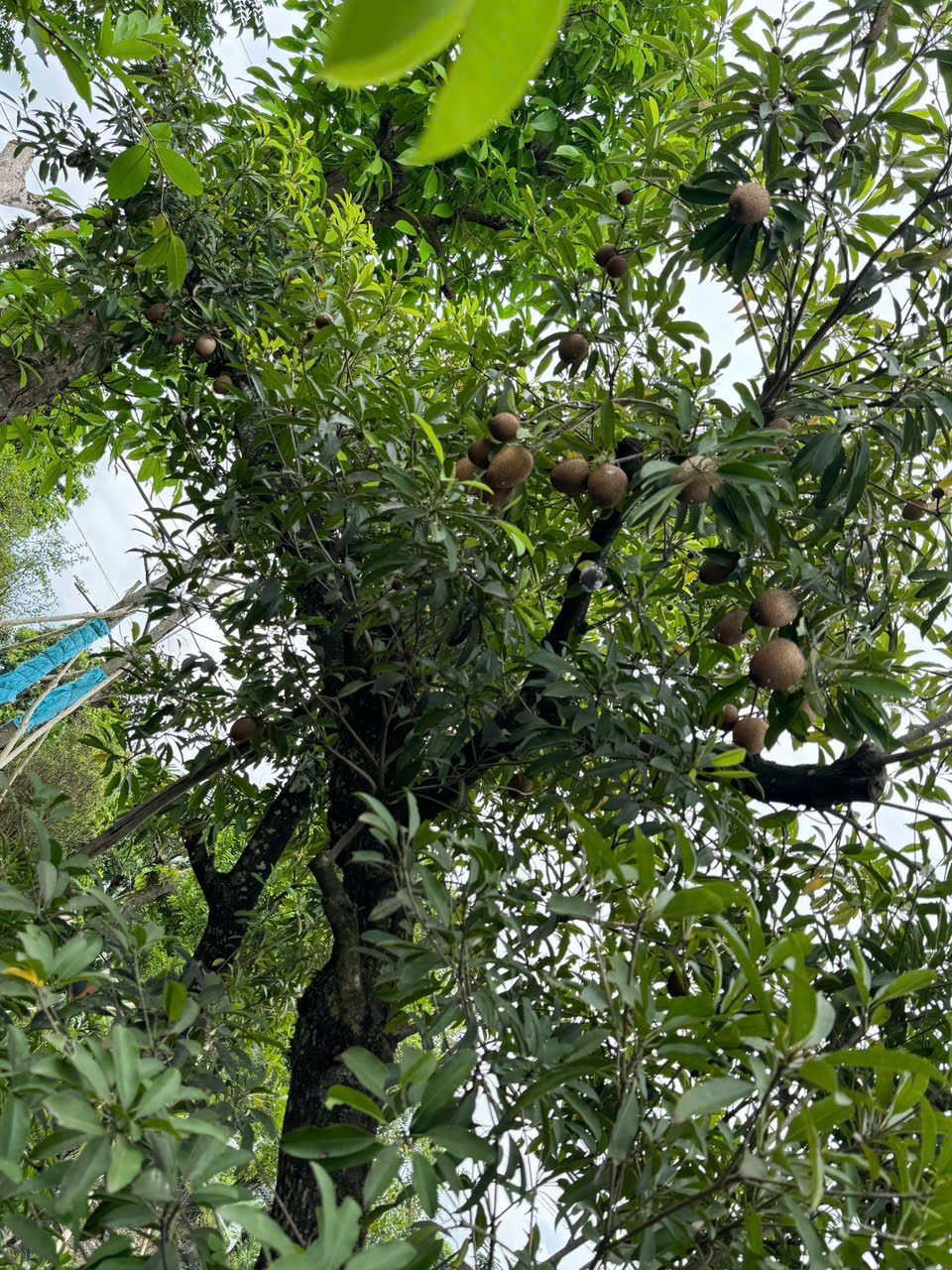 Kiểng lá là gì ? 10 Loại Kiểng Lá Đẹp Nhất Giúp Trang Trí Không Gian Sống Xanh Mát