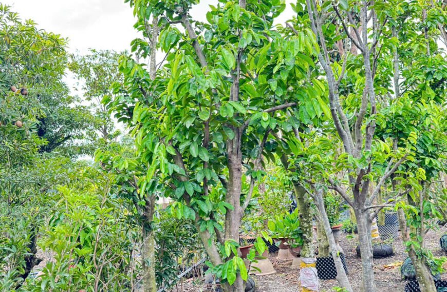 Cây kiểng: Phong Thủy, Cách Trồng, Chăm Sóc & Giá Chi Tiết