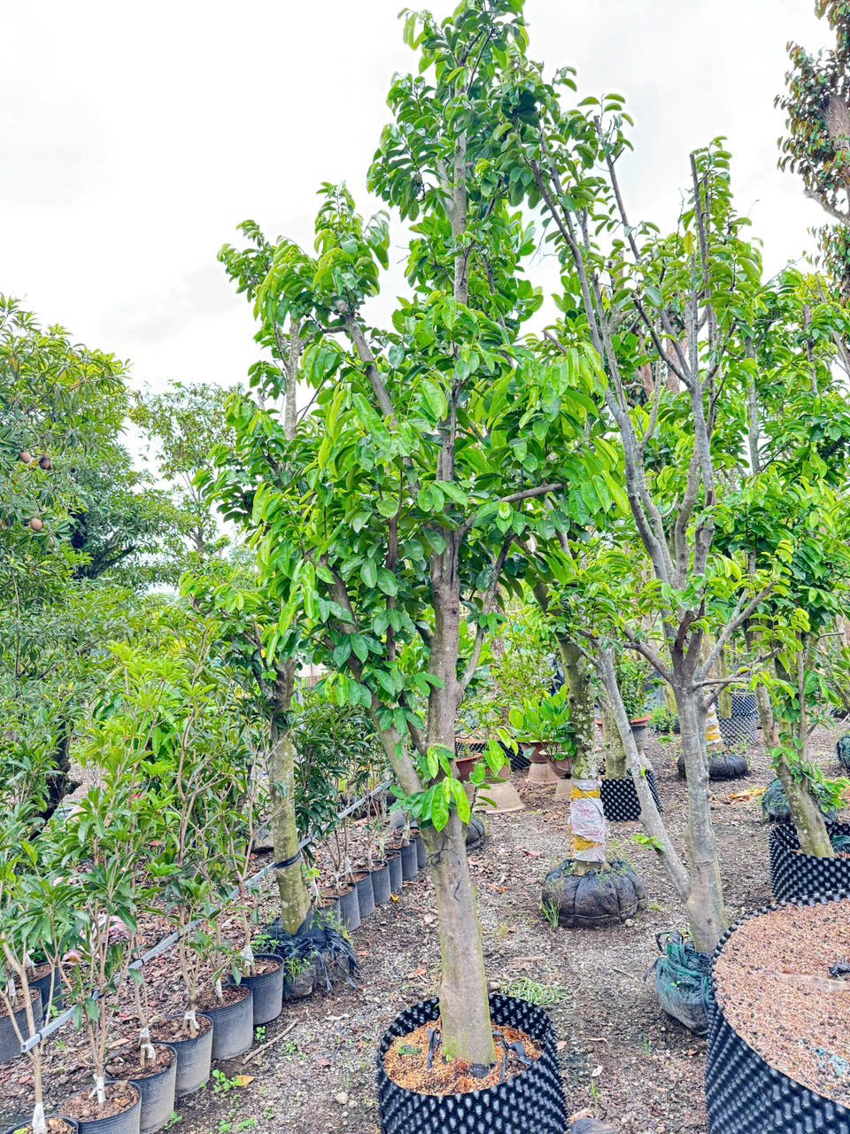 Cây kiểng: Phong Thủy, Cách Trồng, Chăm Sóc & Giá Chi Tiết