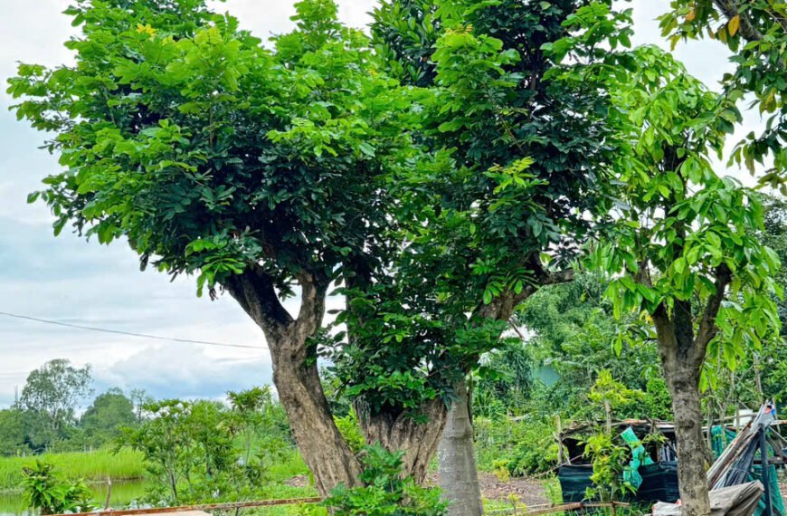 Top 5 cây trúc kiểng trồng trong nhà đẹp được nhiều người yêu thích