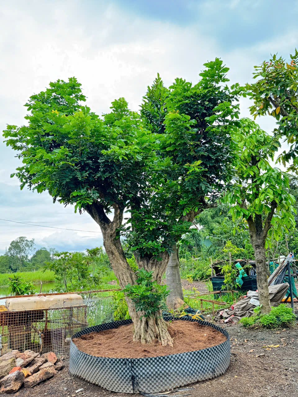 Top 5 cây trúc kiểng trồng trong nhà đẹp được nhiều người yêu thích