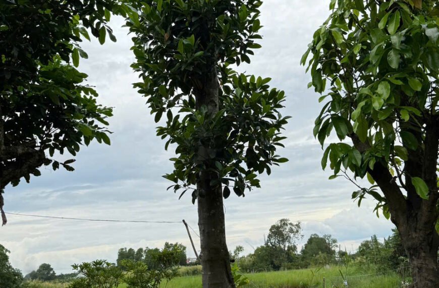 5 loại cây kiểng giúp bạn lọc không khí cho gia đình tốt nhất