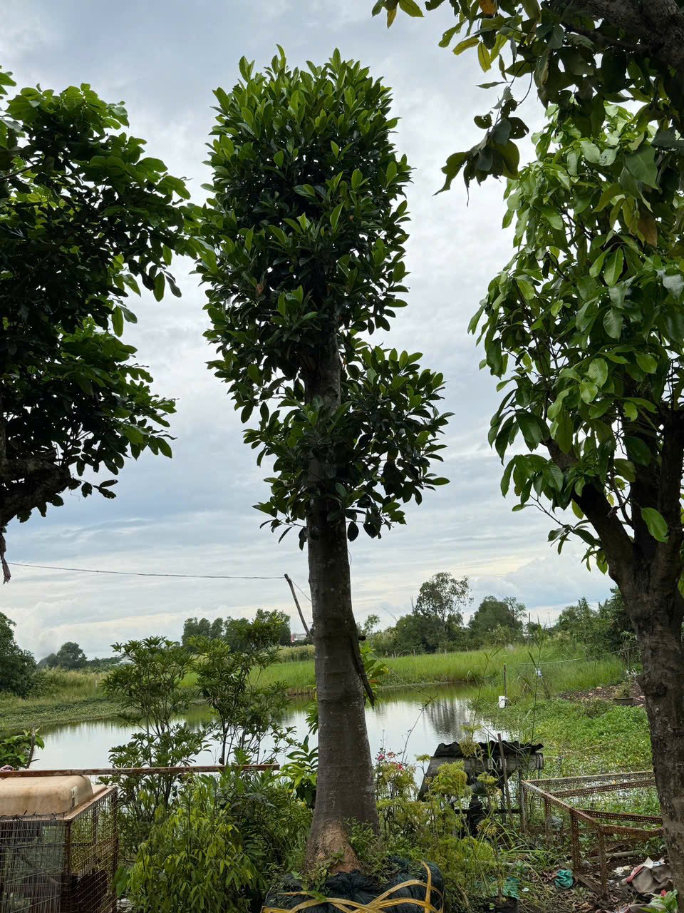 5 loại cây kiểng giúp bạn lọc không khí cho gia đình tốt nhất