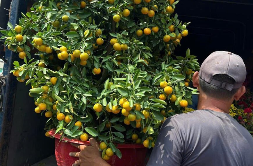 Vườn cây ăn quả có mái che là pin mặt trời