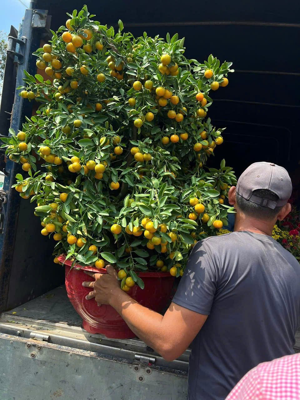 Vườn cây ăn quả có mái che là pin mặt trời