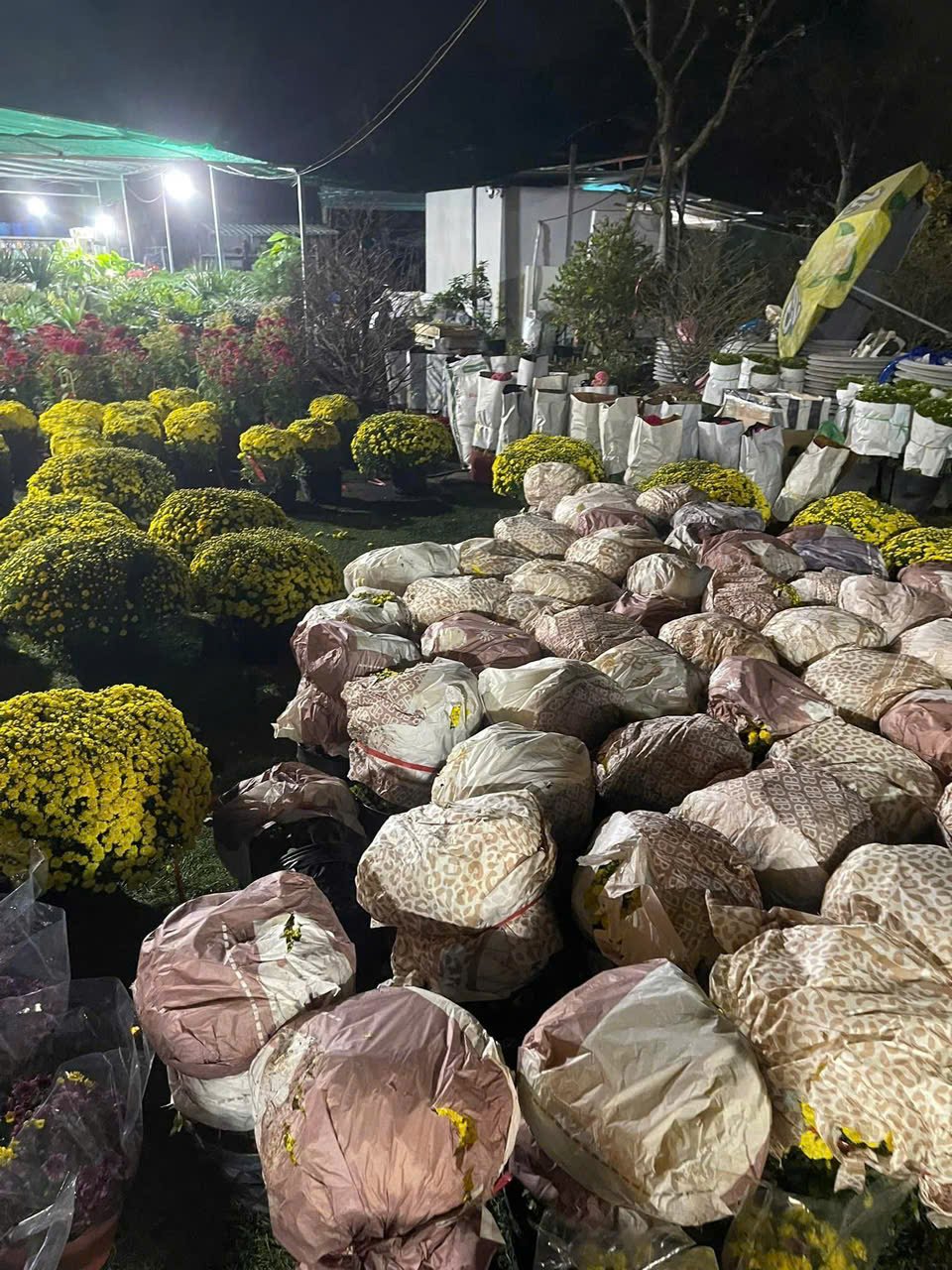 Chậu cây của bà ngoại – Hành trình nối dài yêu thương