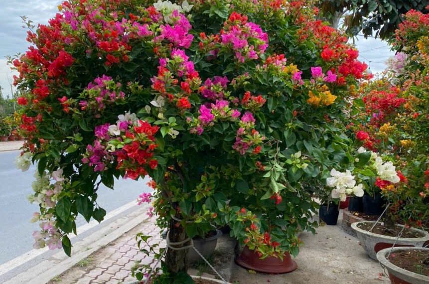 Hoa trong văn học và thần thoại