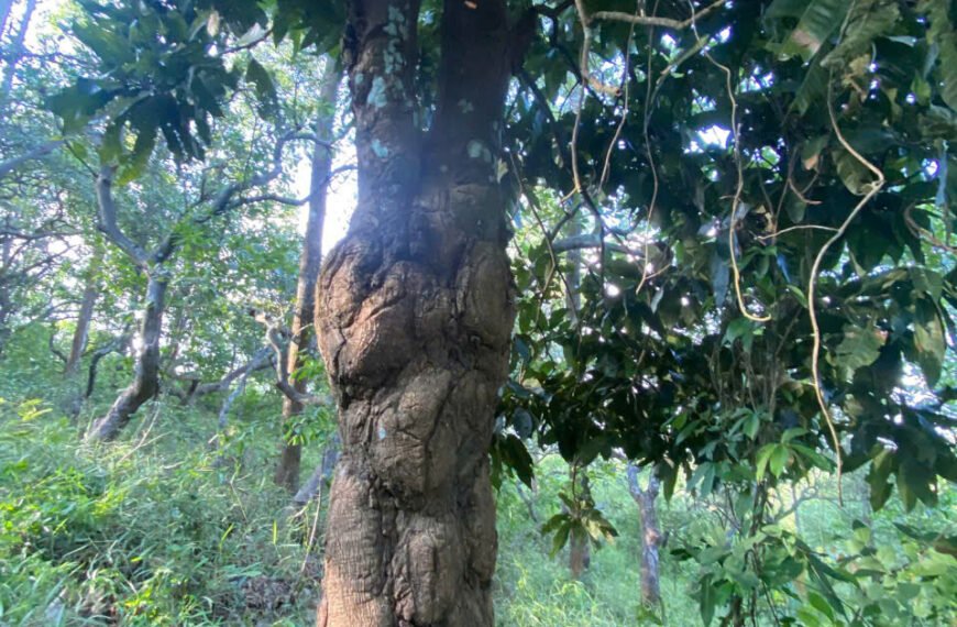 Cây cảnh và sự hồi sinh sau cơn bão