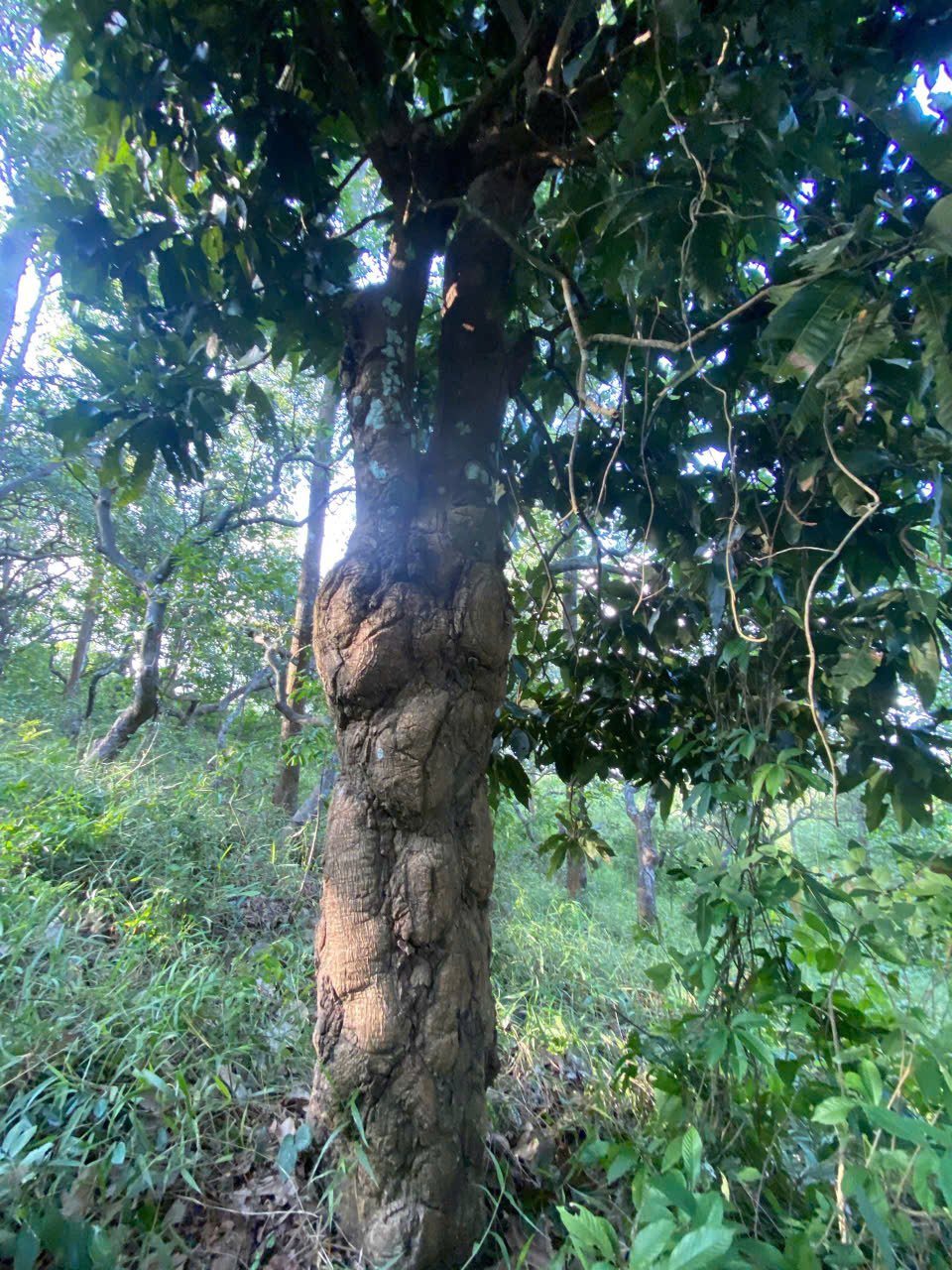 Cây cảnh và sự hồi sinh sau cơn bão